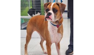 Let's go fly a dog - Katie's journey to her furever home